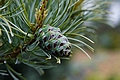 Pinus parviflora Tempelhof IMG_4940 Sosna drobnokwiatowa